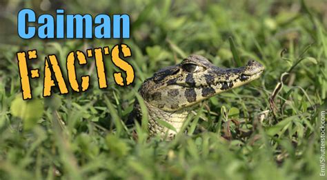 Caiman Facts For Kids With Information, Pictures & Video