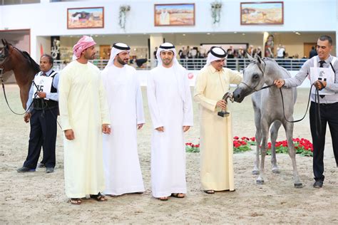 Sharjah Straight Egyptian Arabian Horse Show 2015 :: Dubai Arabian Horse Stud