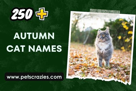 250+ Autumn Cat Names (Memorable Picks)