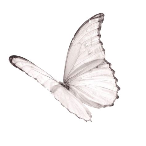 #butterfly #png #tublr #aesthetic #white #butterflies #fly #jpg #overlay #texture #overlays # ...