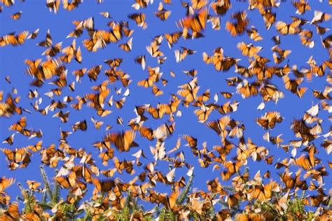 Monarch Butterfly Migration | Amusing Planet