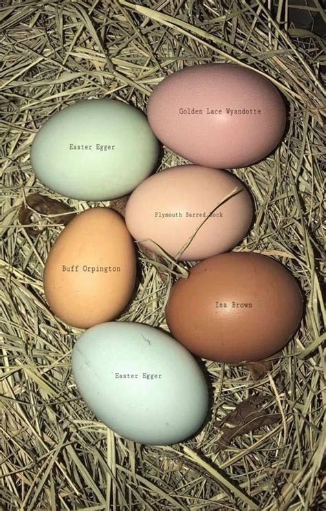 Some Chicken Egg Colors | Urban chicken farming, Chicken egg colors, Chicken eggs