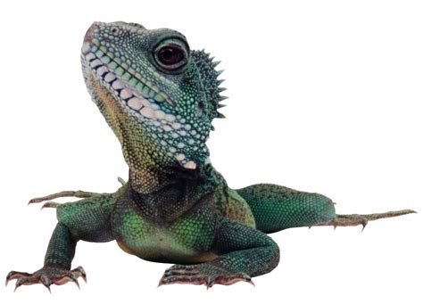 Lizard PNG Transparent Images | PNG All