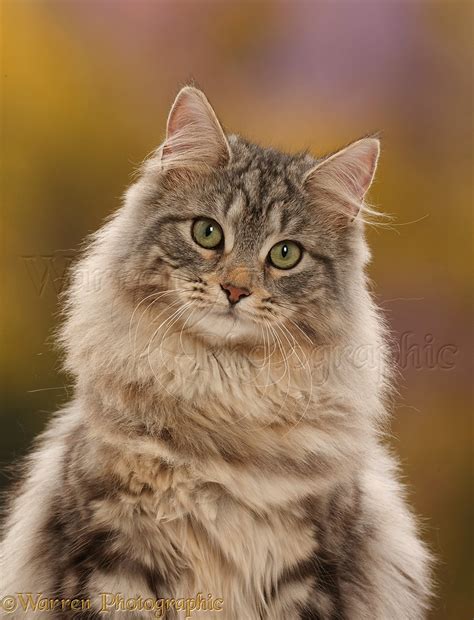 Silver tabby cat portrait photo WP45766