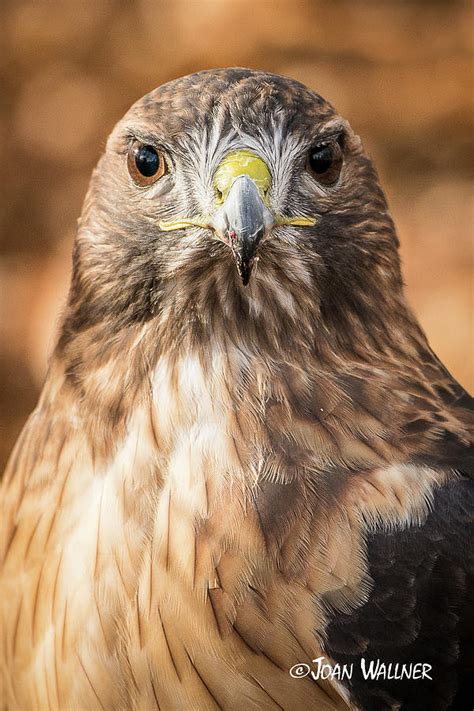 Hawk Eyes Photograph by Joan Wallner - Fine Art America