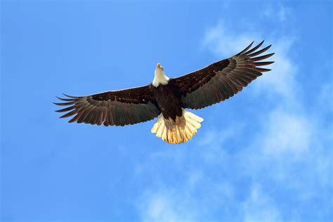 Flying Eagle Photograph by Peggy Collins - Pixels