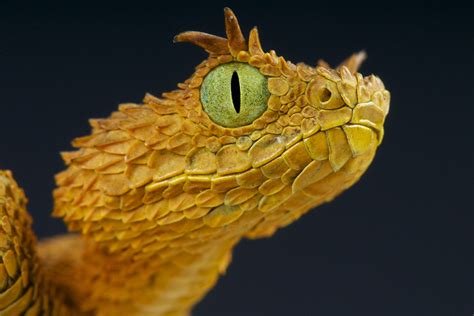 Eyelash bush viper / Atheris ceratophora – The Dallas World Aquarium