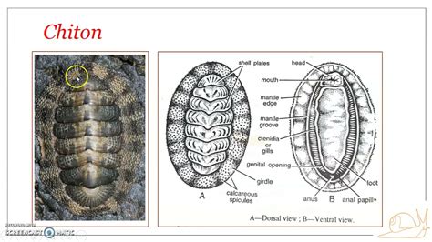 Classification of Phylum Mollusca : Class Polyplacophora - YouTube