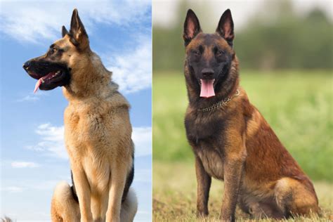 German Shepherd Dog vs. Belgian Malinois: How To Tell The Difference