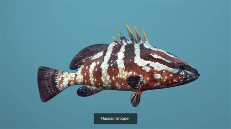 3D Model Collection Grouper Species Varieties VR / AR / low-poly | CGTrader