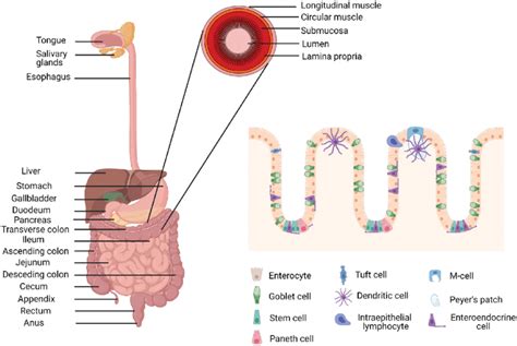 Anatomy and histology of the human gastrointestinal tract. Created with ...