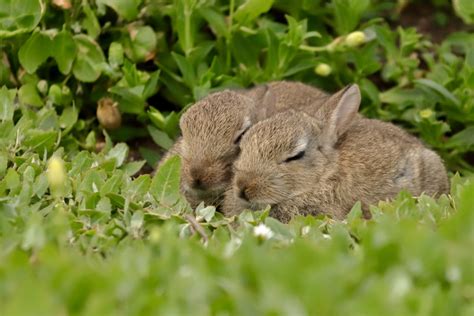 How Do Bunnies Sleep? - Our Lovely Rabbits