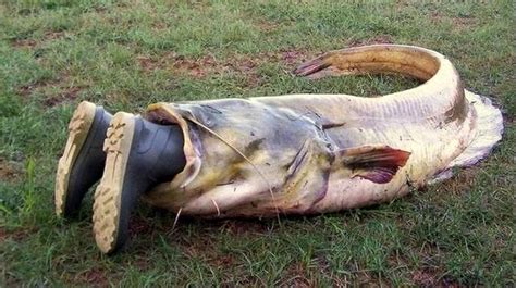 Chernobyl catfish: the myths and legends of these fish | Fish, Fishing photos, Funny girl quotes