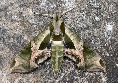 Pandora Sphinx Moth: Identification, Life Cycle, Facts & Pictures