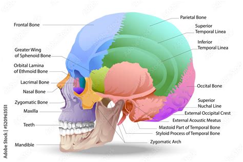 Vettoriale Stock bones of the skull Skull bones, individual bones and their distinctive features ...