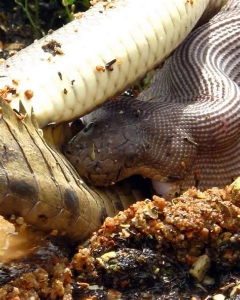 Amazing Animals: Anaconda Eating Crocodile In Australia