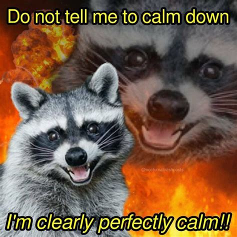 "Nocturnal Trash Posts": 30 Of The Best Raccoon Memes This Dedicated Instagram Account Has To ...