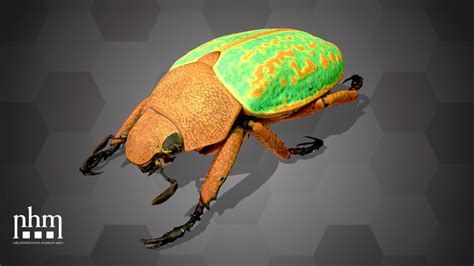 Jewel Scarab Beetle (NHMW-Zoo2-Col 0000014) - Download Free 3D model by Natural History Museum ...