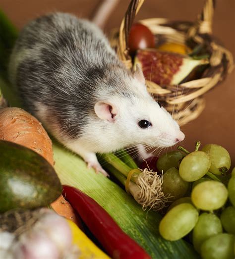 Your Rat Food Guide - Best Rat Food Brands & How To Feed Them