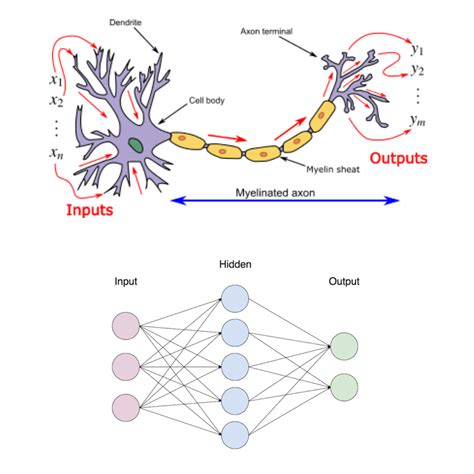 Biological Neural Network Diagram