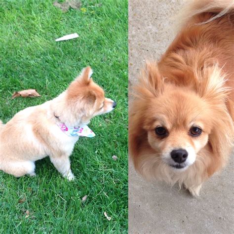 Sadie Sue haircut, cutie Pomchi Pomeranian Chihuahua Mix, Pet Advice, Ponyo, Four Legged, Sadie ...