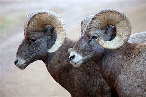 Royalty Free Bighorn Sheep Pictures, Images and Stock Photos - iStock