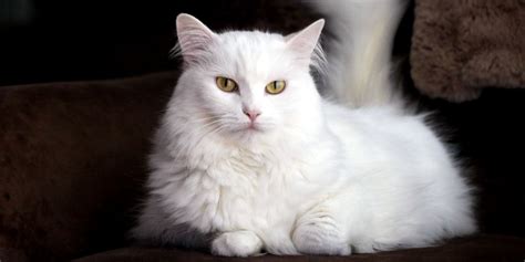 14 Beautiful White Cat Breeds With Pictures - Cats.com