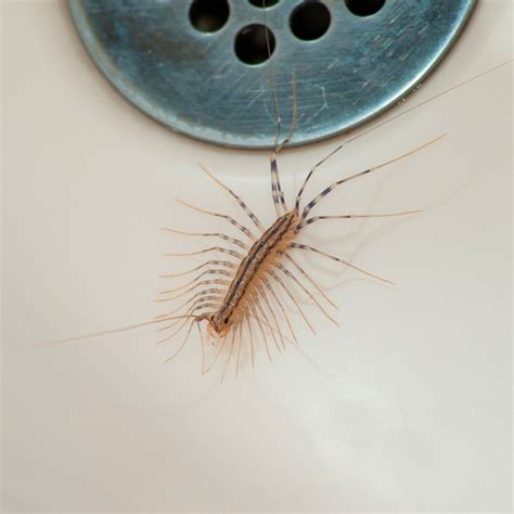 Here’s Why You Should Never Kill a House Centipede