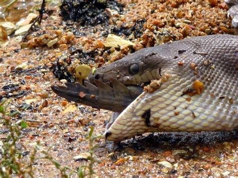 Amazing Animals: Anaconda Eating Crocodile In Australia