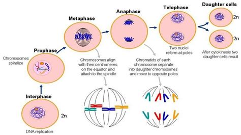 Interphase + Mitosis