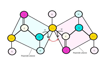 proteins - Is there any special meaning to the angle between two peptide planes? - Chemistry ...