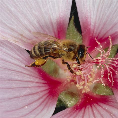 Bee Pollination Youtube | The Life of Bee