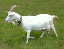 Saanen goat - Wikipedia