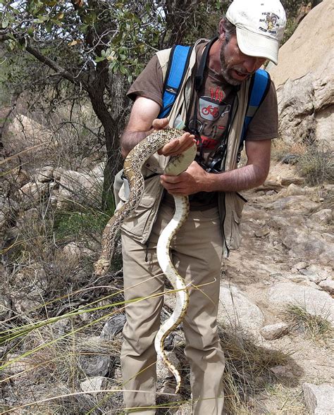 Birdernaturalist: The Biggest Gopher Snake EVER