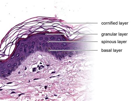 Cell Epidermis Layers Epidermis Structure Human Stock