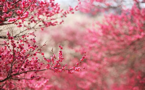 Cherry Blossoms Sakura HD Wallpapers| HD Wallpapers ,Backgrounds ,Photos ,Pictures, Image ,PC