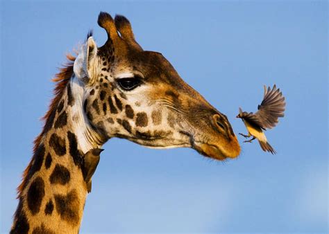 Guide to Giraffe Species: How Many Types of Giraffes Are There? | Storyteller Travel