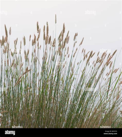 Prairie grass Stock Photo - Alamy