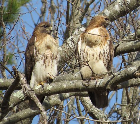 Male versus Female raptors: How do we know? - Buffalo Bill Center of the West