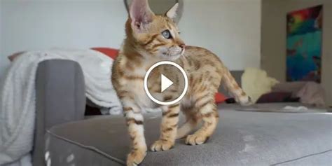 You Will Fall In Love With This Video Of A Playful Bengal Kitten