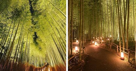 Kyoto's Arashiyama Bamboo Forest Lit Up at Night