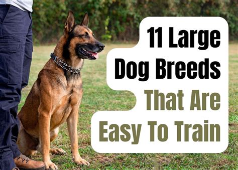 11 Large Dog Breeds That Are Easy To Train