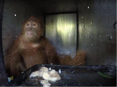 The orangutan who escaped Indonesia’s blackmarket pet trade - Nexus ...