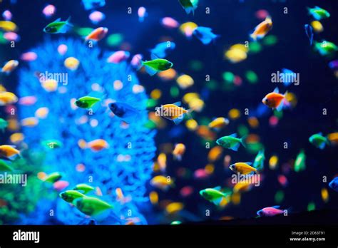 Plenty of Aquarium fish on a dark background. Gymnocorymbus ternetzi. Bright glowing colors ...