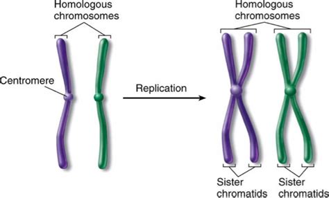 How To Find Haploid Number Of Chromosomes