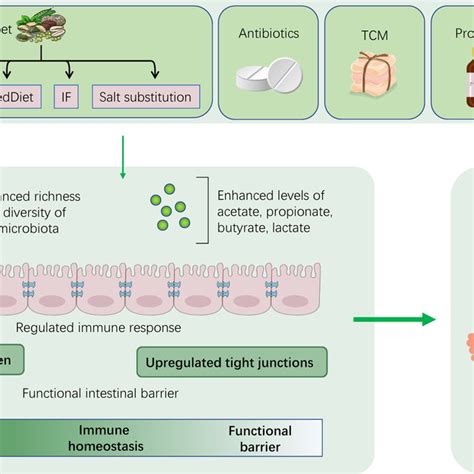 Semaglutide Mechanism Of Action