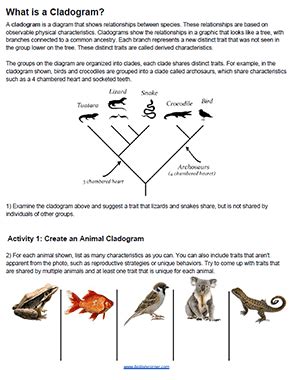 Student Activity - How Are Animals Arranged on a Cladogram?