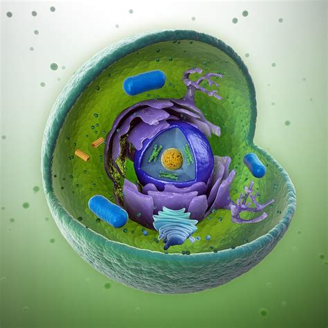 Animal Cell, Artwork by Andrzej Wojcicki