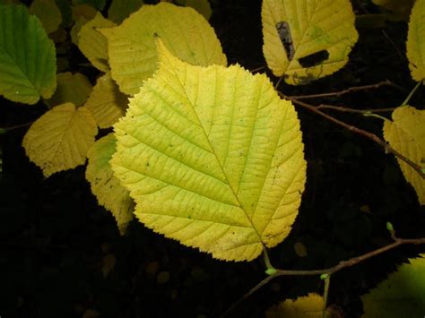 Free Stock Photo 4678 green leaves on black | freeimageslive