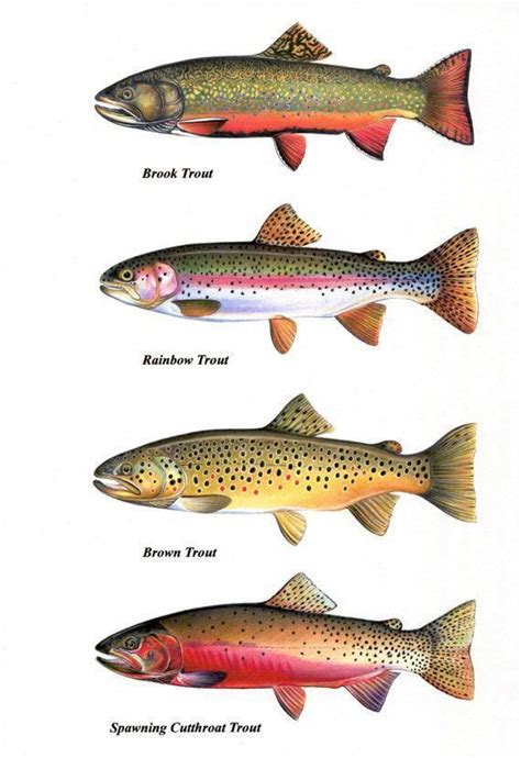 Trout Chart Prints Brook Trout Cutthroat Trout by FishArtCreations #troutfishingideas ...